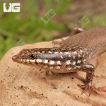 ug_Gold_Spotted_Mabuya_1.jpg