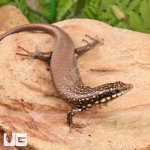 ug_Gold_Spotted_Mabuya_4.jpg