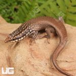 ug_Gold_Spotted_Mabuya_3.jpg