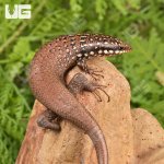ug_Gold_Spotted_Mabuya_2.jpg