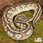 ug_Pastave_Het_Tri_Stripe_Ball_Python_#23_2.jpg