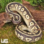 ug_Pastave_Het_Tri_Stripe_Ball_Python_#23_1.jpg