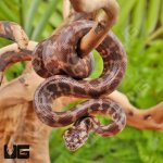 ug_Baby_Irian_Jaya_Het_Granite_Carpet_Python_5.jpg