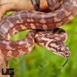 ug_Baby_Irian_Jaya_Het_Granite_Carpet_Python_4.jpg