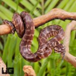 ug_Baby_Irian_Jaya_Het_Granite_Carpet_Python_3.jpg