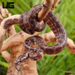 ug_Baby_Irian_Jaya_Het_Granite_Carpet_Python_2.jpg
