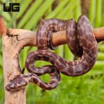 ug_Baby_Irian_Jaya_Het_Granite_Carpet_Python_1.jpg
