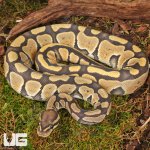 ug_Hypo_Het_Tri_Stripe_Ball_Python_#27_2.jpg