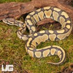 ug_Hypo_Het_Tri_Stripe_Ball_Python_#27_1.jpg