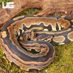 ug_Tri_Stripe_Het_Hypo_Ball_Python_#23_2.jpg