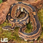ug_Tri_Stripe_Het_Hypo_Ball_Python_#23_1.jpg