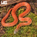 ug_baby_hypo_mosaic_brooks_kingsnake_4.jpg