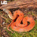 ug_baby_hypo_mosaic_brooks_kingsnake_3.jpg