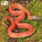ug_baby_hypo_mosaic_brooks_kingsnake_2.jpg