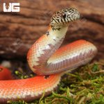 ug_baby_hypo_mosaic_brooks_kingsnake_1.jpg