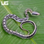 ug_Captive_Bred_Blue_Beauty_Chinese_Ratsnake_#1_5.jpg
