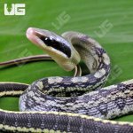 ug_Captive_Bred_Blue_Beauty_Chinese_Ratsnake_#1_4.jpg