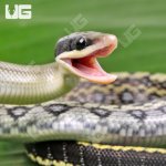 ug_Captive_Bred_Blue_Beauty_Chinese_Ratsnake_#1_3.jpg