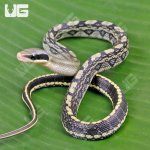 ug_Captive_Bred_Blue_Beauty_Chinese_Ratsnake_#1_2.jpg