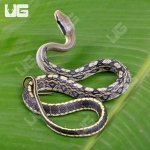ug_Captive_Bred_Blue_Beauty_Chinese_Ratsnake_#1_1.jpg