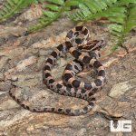 ug_CB_Baby_Classic_Cornsnake_4.jpg