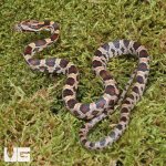 ug_CB_Baby_Classic_Cornsnake_3.jpg