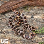 ug_CB_Baby_Classic_Cornsnake_2.jpg