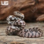 ug_CB_Baby_Classic_Cornsnake_1.jpg