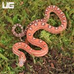 ug_Baby_Scaleless_Classic_Cornsnake_5.jpg