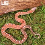 ug_Baby_Scaleless_Classic_Cornsnake_4.jpg