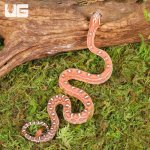 ug_Baby_Scaleless_Classic_Cornsnake_3.jpg