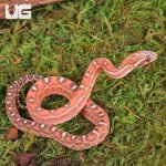 ug_Baby_Scaleless_Classic_Cornsnake_2.jpg