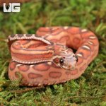 ug_Baby_Scaleless_Classic_Cornsnake_1.jpg