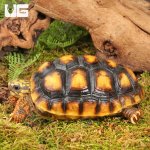 ug_Yearling_Redfoot_Tortoises_5.jpg