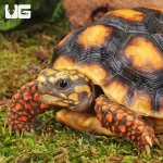 ug_Yearling_Redfoot_Tortoises_4.jpg