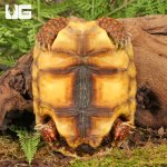 ug_Yearling_Redfoot_Tortoises_3.jpg