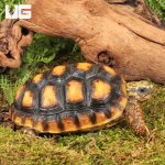 ug_Yearling_Redfoot_Tortoises_2.jpg