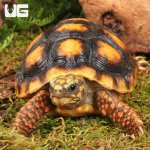 ug_Yearling_Redfoot_Tortoises_1.jpg