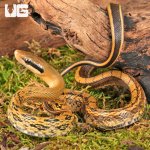 ug_Baby_Chinese_Beauty_Het_Hypo_Calico_Ratsnake_4.jpg