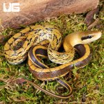 ug_Baby_Chinese_Beauty_Het_Hypo_Calico_Ratsnake_3.jpg