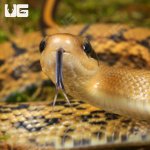 ug_Baby_Chinese_Beauty_Het_Hypo_Calico_Ratsnake_2.jpg
