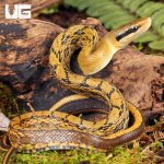 ug_Baby_Chinese_Beauty_Het_Hypo_Calico_Ratsnake_1.jpg