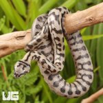 ug_Baby_Coastal_Jaguar_Carpet_Python_5.jpg