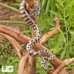 ug_Baby_Coastal_Jaguar_Carpet_Python_4.jpg