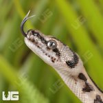 ug_Baby_Coastal_Jaguar_Carpet_Python_3.jpg