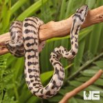 ug_Baby_Coastal_Jaguar_Carpet_Python_2.jpg