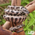 ug_Baby_Coastal_Jaguar_Carpet_Python_1.jpg
