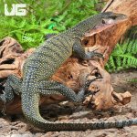 ug_Adult_Peach_Throat_Monitor_5.jpg