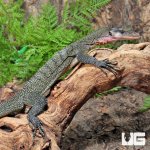 ug_Adult_Peach_Throat_Monitor_4.jpg