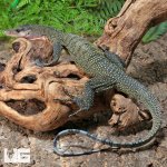 ug_Adult_Peach_Throat_Monitor_3.jpg